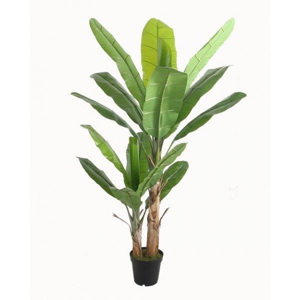 Μπανανιά 2m 11/081KAD