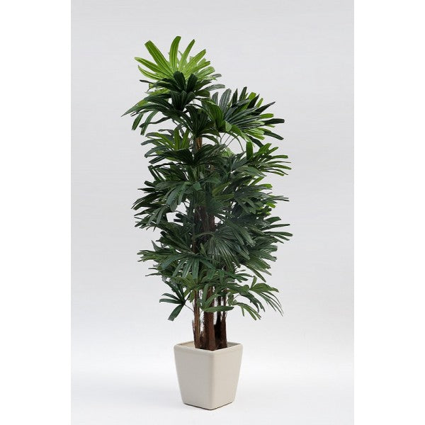 Φυτό Ράπις 1,80Μ 11/257AKD