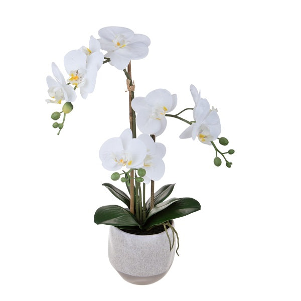 Ορχιδέα σε γλάστρα 55 CM 7-012IF