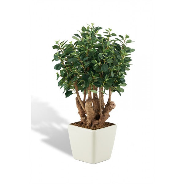 Φίκος panda 0.90M 71/1000/2